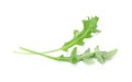 Two fresh arugula leaves on white background Royalty Free Stock Photo