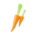 Two fresh baby carrot isolated white background Royalty Free Stock Photo