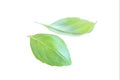 Two fresh basil leaves, isolated on white background Royalty Free Stock Photo