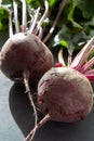 Fresh beets with leaves on a black background Royalty Free Stock Photo