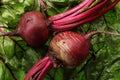 Beets Royalty Free Stock Photo