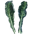 Two fresh black kale leaves isolated, watercolor illustration