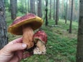 two fresh boletus helding in a hand in the forest