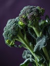Two fresh broccoli heads with rich green hues stand out against a dark purple moody backdrop Royalty Free Stock Photo