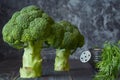 Two fresh broccoli heads stand on a gray wooden table Royalty Free Stock Photo