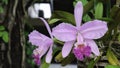 Two fresh cattleya flower. Pink and  violet orchid tree hanging in garden Royalty Free Stock Photo