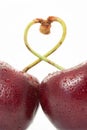 Two fresh cherries with raindrops and sticks heart shape connecting isolated on white vertical background macro food wallpaper Royalty Free Stock Photo