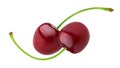 Two fresh cherries isolated on white background Royalty Free Stock Photo