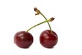 two fresh cherry fruits isolated on white background Royalty Free Stock Photo