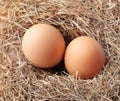 Two Fresh chicken eggs on a nest made of grass straw. Royalty Free Stock Photo