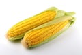 Two fresh corn on the cob on a white background, isolated. Thanksgiving food, harvest Royalty Free Stock Photo