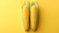 Two fresh corn cobs, bright yellow kernels intact, isolated on a vivid yellow background Royalty Free Stock Photo