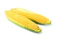 Two fresh corn cobs isolated. Royalty Free Stock Photo