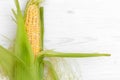 Two fresh corn cobs on white background. Royalty Free Stock Photo