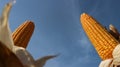 Two fresh corn, soft and dense corn kernels texture