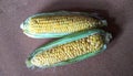 Two Fresh corns horizontal position