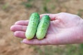 Two fresh cucumbers in woman`s hand. freshly harvested crop