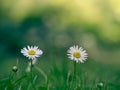 Two fresh daisies growing in a lush green lawn against a beautiful outdoor background Royalty Free Stock Photo