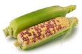 Two Fresh Ears of Multi-Colored Corn on a White Background Royalty Free Stock Photo