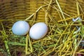 Two fresh eggs on a basket on straw Royalty Free Stock Photo
