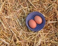 Two fresh eggs are in the sunlight Royalty Free Stock Photo