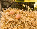 Two fresh eggs are in the sunlight in the strow Royalty Free Stock Photo