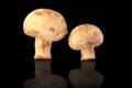 Two fresh field mushrooms Royalty Free Stock Photo