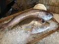 two fresh fishs in wooden ice plate Royalty Free Stock Photo