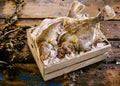 Two fresh flatfish displayed in a crate of ice