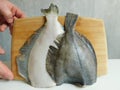 two fresh flounders, large and small, before cooking Royalty Free Stock Photo