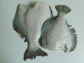 two fresh flounders, large and small, before cooking Royalty Free Stock Photo