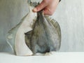 two fresh flounders, large and small, before cooking Royalty Free Stock Photo