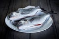 Two fresh gilthead Royalty Free Stock Photo