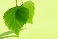 Two fresh green birch leaves on a vivid lime table with shadows Royalty Free Stock Photo