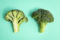 Two fresh green broccoli on mint background Royalty Free Stock Photo