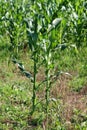 Two fresh green corn plants growing separated from large cornfield in background surrounded with uncut grass in local field