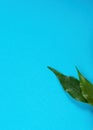 Two fresh green leaves on a blue background, advertising space