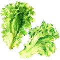 Two fresh green lettuce salad leaves isolated, watercolor illustration on white Royalty Free Stock Photo