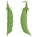 Two fresh green pea pods, isolated vector illustration Royalty Free Stock Photo