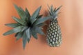 Two fresh green pineapples on orange background. Tropical summer fruit. Top View