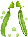 Two fresh green pod with peas Royalty Free Stock Photo
