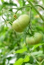 Two fresh green tomatoes on a branch at summer in greenhouse Royalty Free Stock Photo