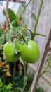 two fresh growing green tomatoes Royalty Free Stock Photo