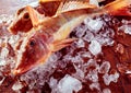 Two fresh gurnard or sea robins on ice