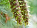 Two fresh healthy green pine tree cone Royalty Free Stock Photo