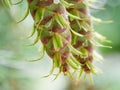 Two fresh healthy green pine tree cone Royalty Free Stock Photo