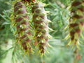 Two fresh healthy green pine tree cone Royalty Free Stock Photo