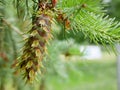 Two fresh healthy green pine tree cone Royalty Free Stock Photo