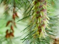 Two fresh healthy green pine tree cone Royalty Free Stock Photo