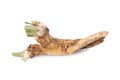 Two fresh horseradish roots isolated on white